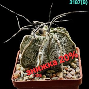 Astrophytum capricorne var. niveum – Haage (7x7) - 3187(B)