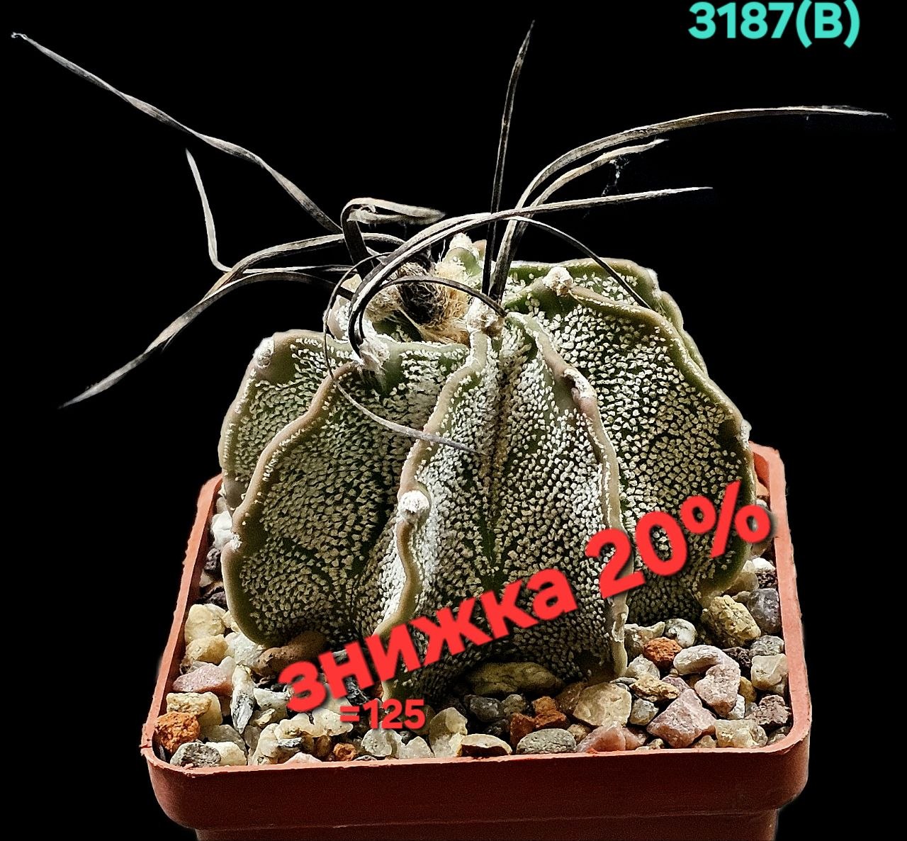 Astrophytum capricorne var. niveum – Haage (7x7) - 3187(B)