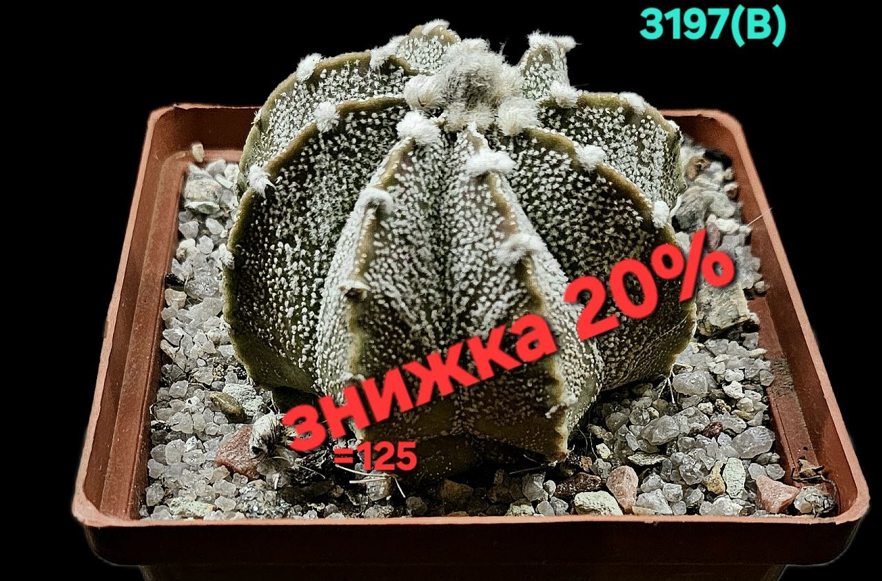 Astrophytum hybrid [`SenAs` X `CoAs`] (8x8) - 3197(B)