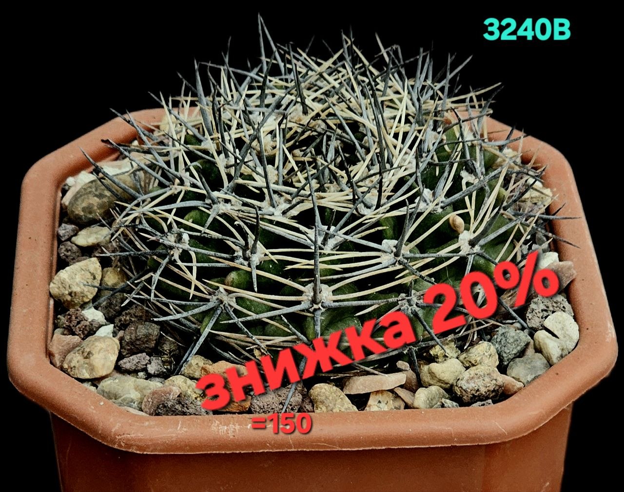 Gymnocalycium bicolor –Tom (12x12)-3240B