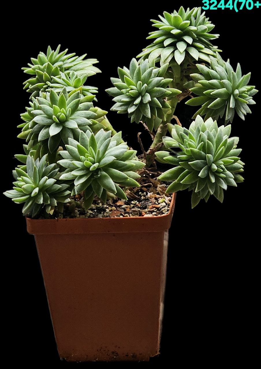 Sedum hybrid multiceps (big left fa.) (7x7)-3244(70+)