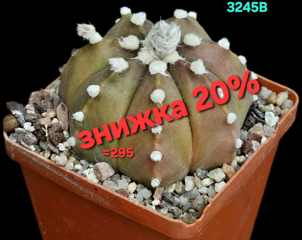 Astrophytum hybrid [Coah X As.nud.] (7x7)-3245B