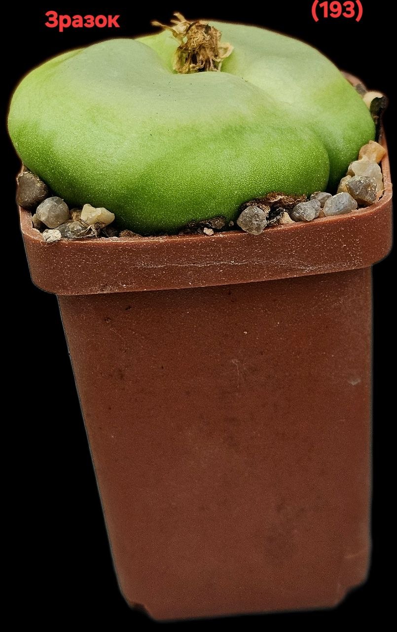 Conophytum ratum (big fa) - SH 2606 (5x5) - 3250 (193)