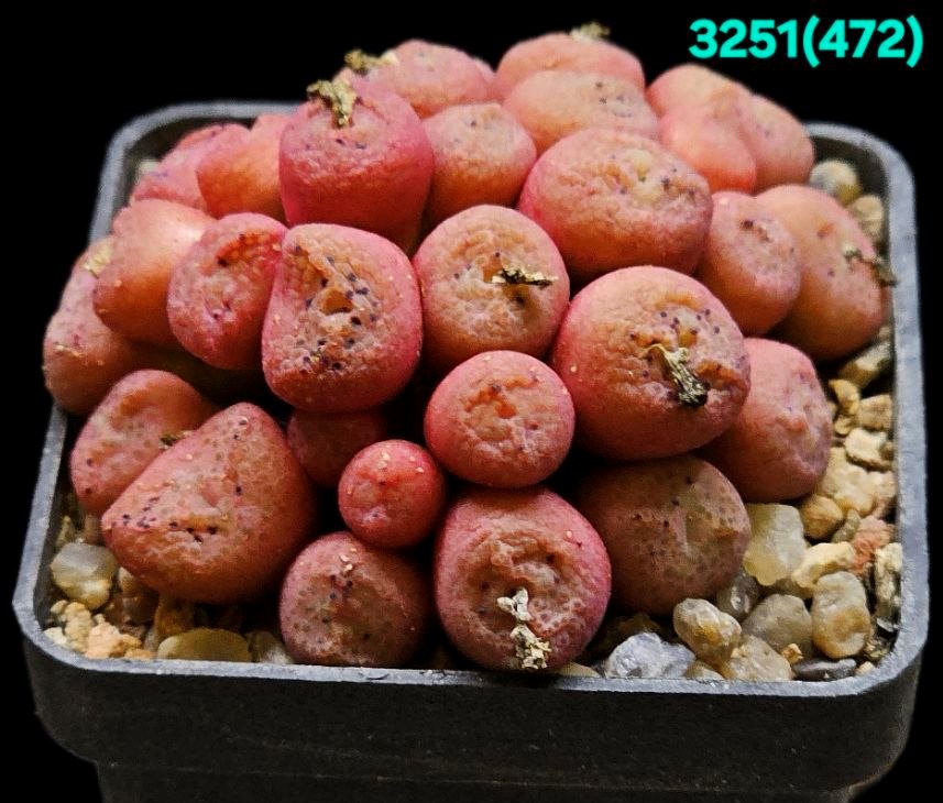 Conophytum taylorianum - SH 1484, (cl.2) (28h)(5x5) - 3251 (472)