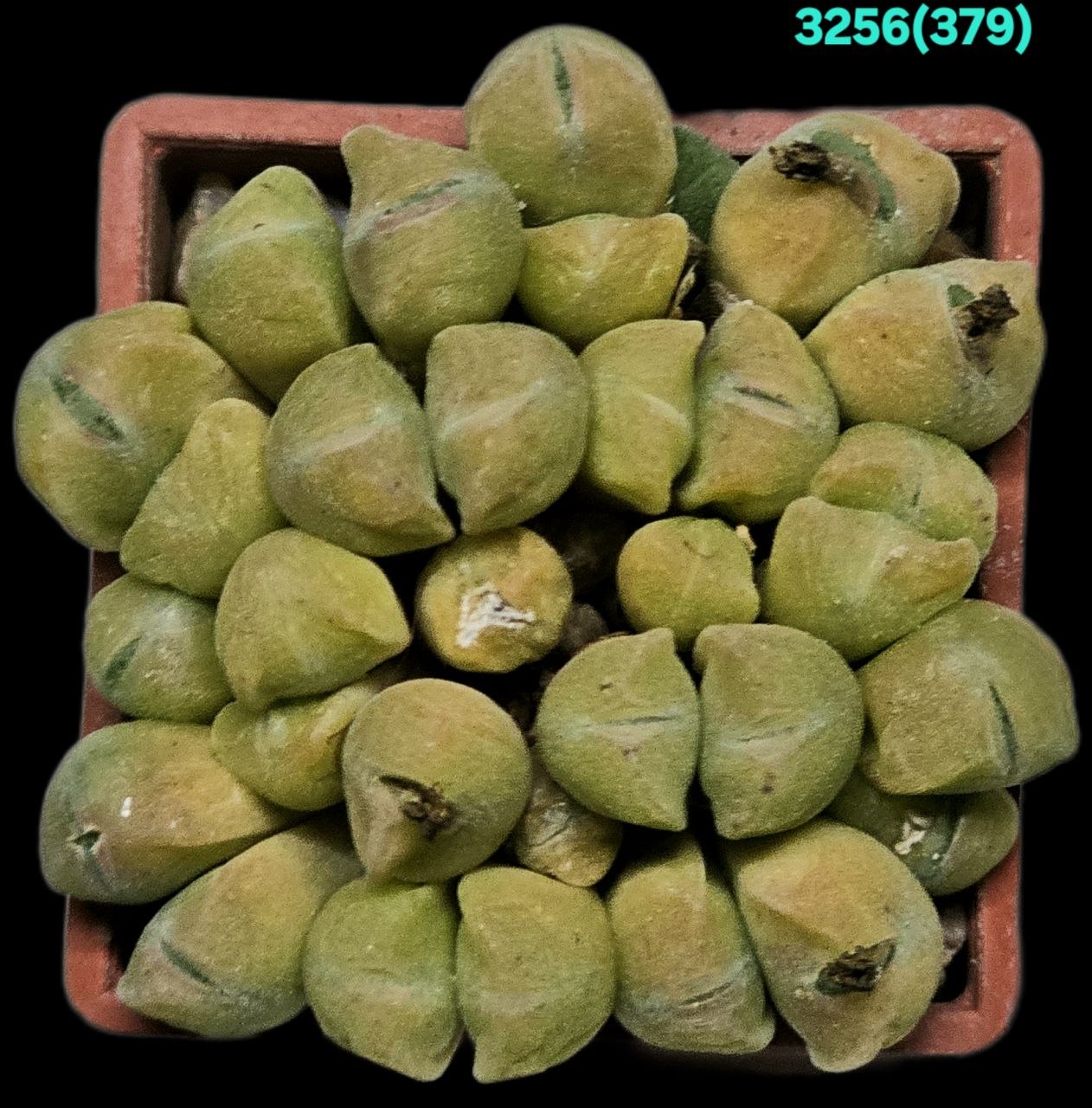 Conophytum hians - TS 634 (30h) (3x3) - 3256 (379)