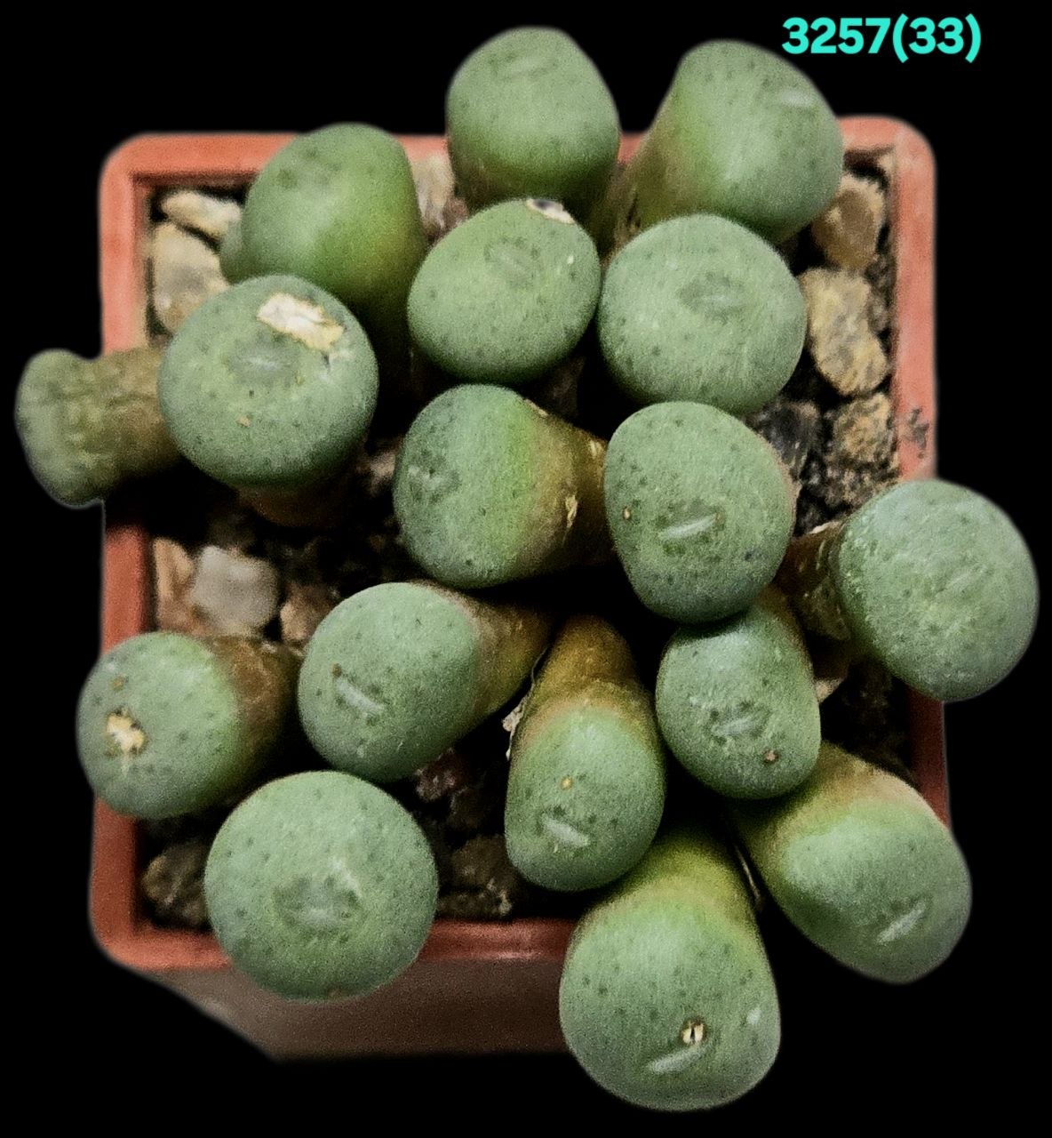 Conophytum jucundum - RR 1220 (17h) (3x3) - 3257 (33)