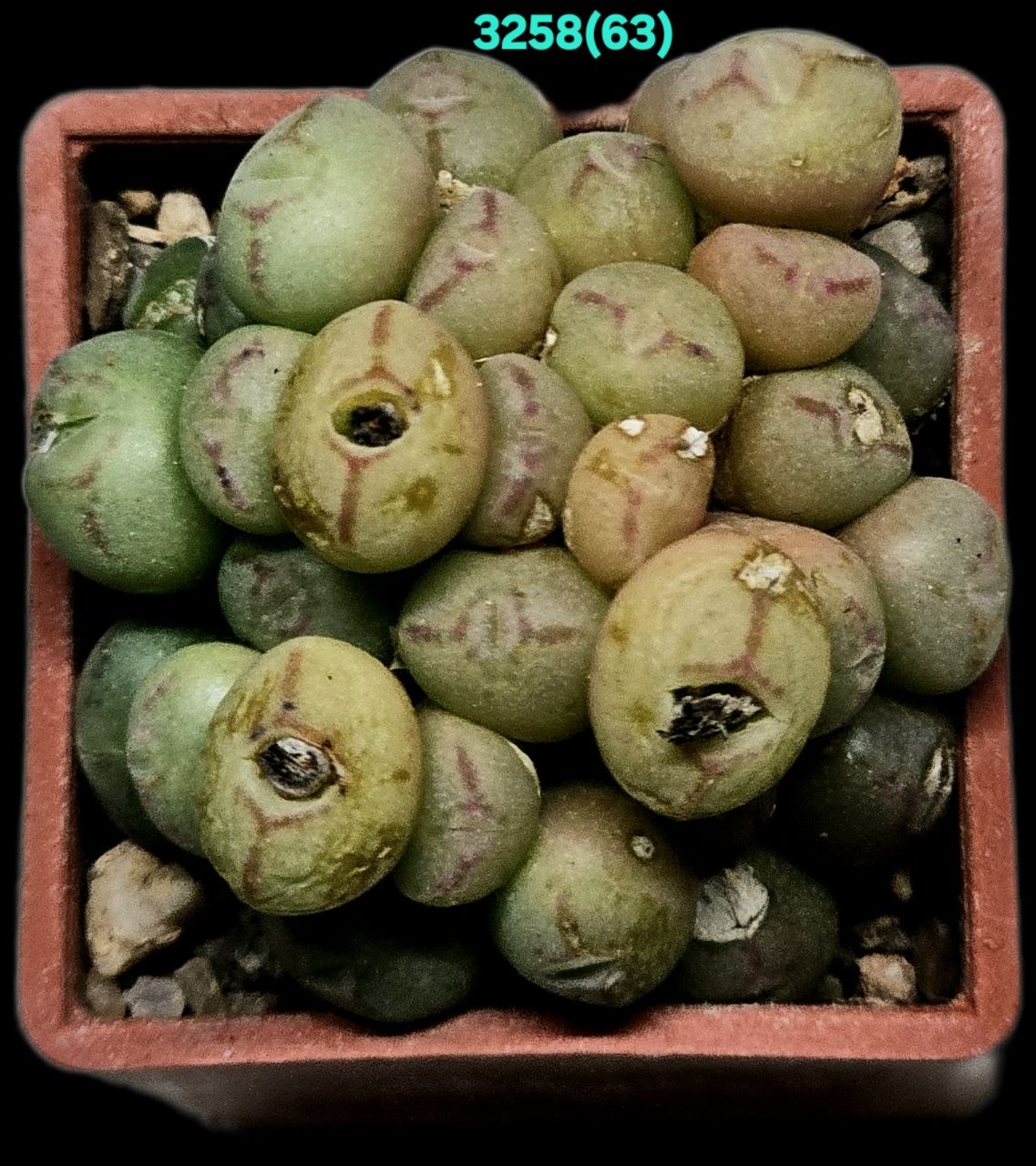 Conophytum saxetanum - s.of Rooiberg, SH (27h) - 3258 (63)