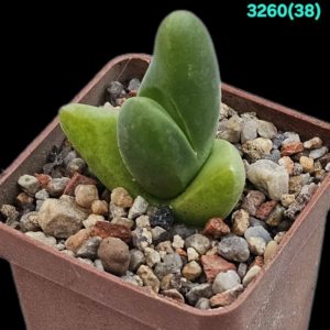 Gibbaeum gibbosum - PV843, MG 1511.1 (5x5) - 3260 (38)