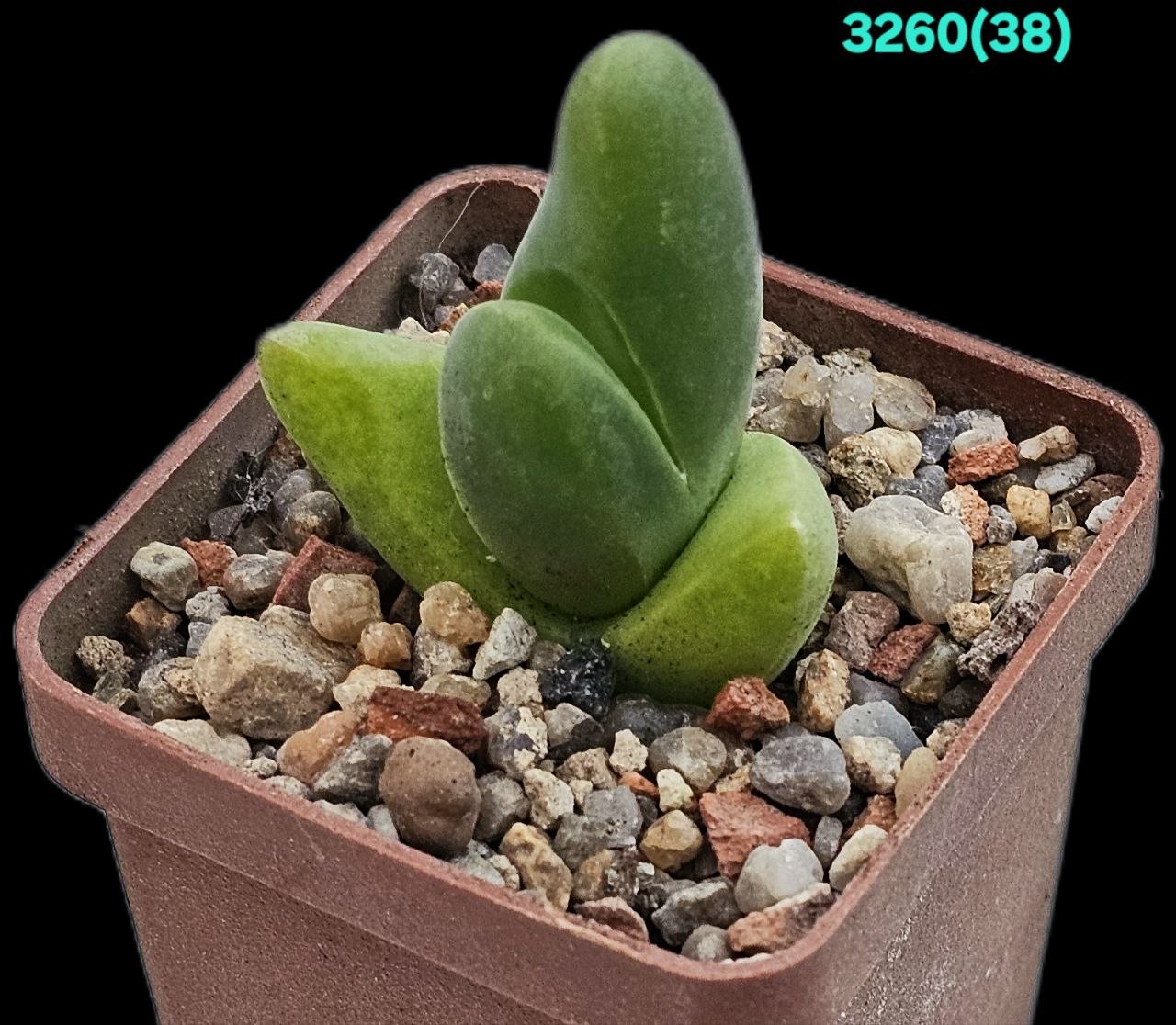 Gibbaeum gibbosum - PV843, MG 1511.1 (5x5) - 3260 (38)