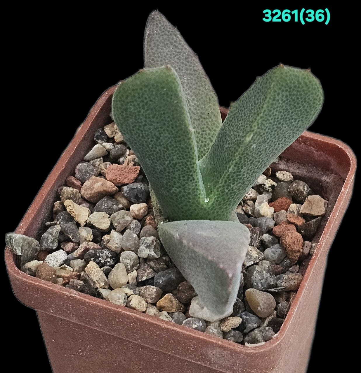 Odontophorus marlothii - COP 671-5 (5x5) - 3261 (36)