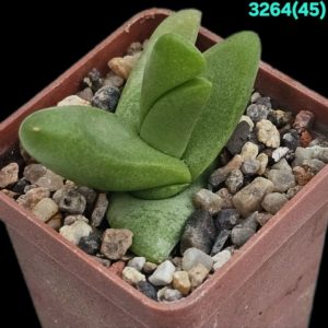 Glottiphylum peersii - MG 1522.01 (5x5) - 3264 (45)