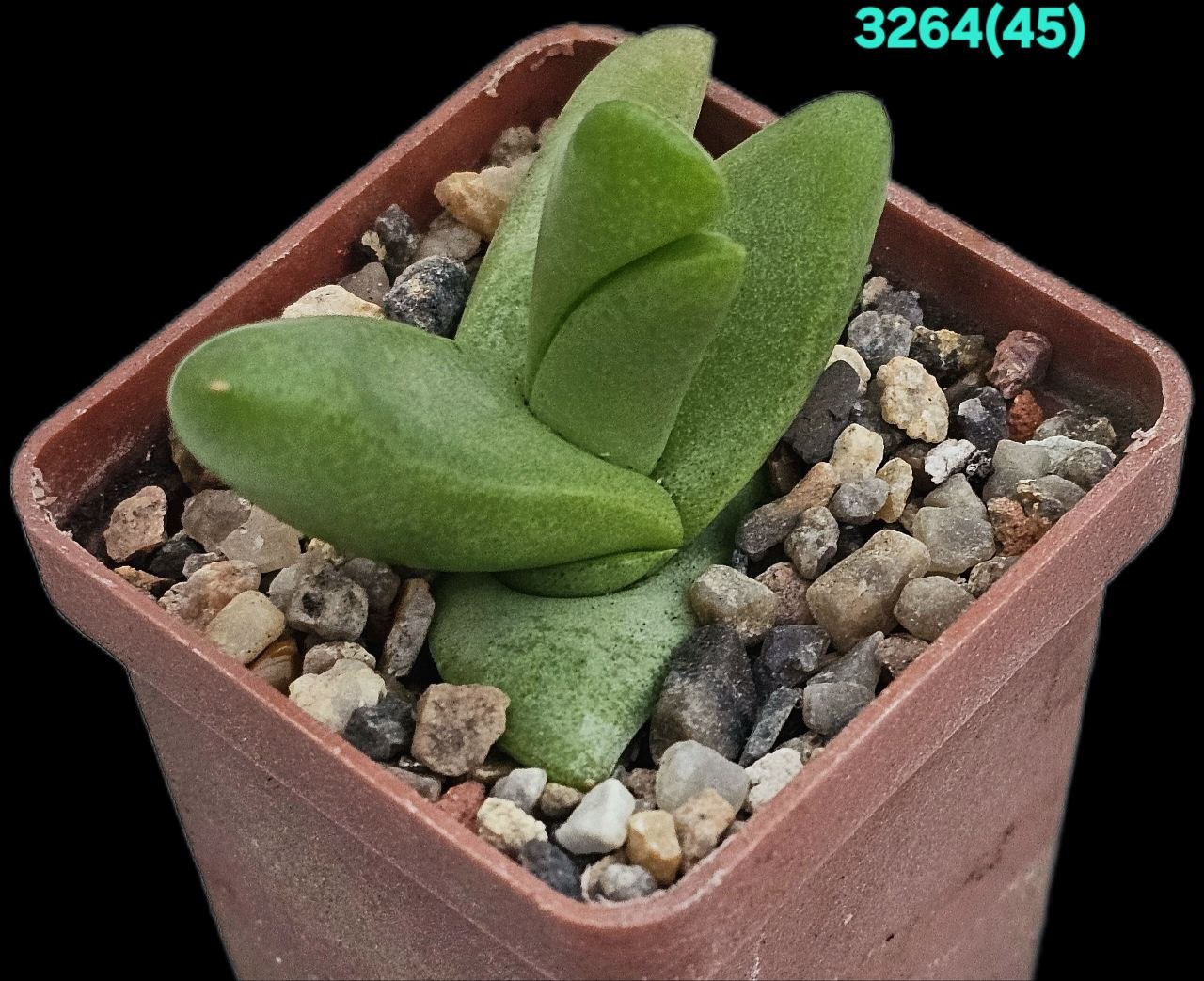 Glottiphylum peersii - MG 1522.01 (5x5) - 3264 (45)