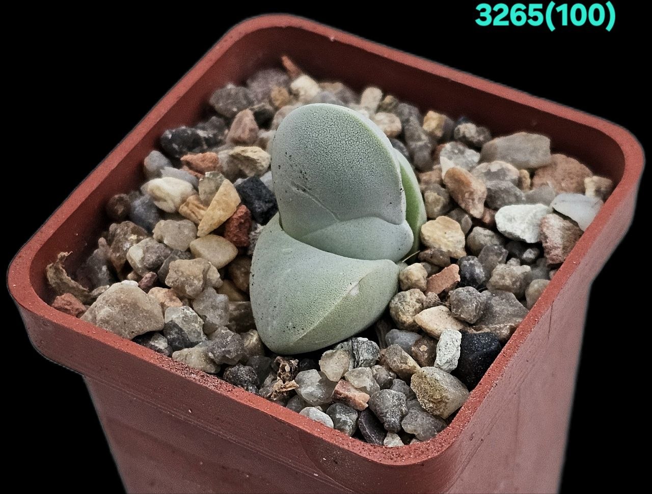 Gibbaeum album - EA 1287 (5x5) - 3265 (100)