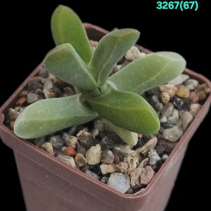 Drosanthemopsis salarius - Riethuis, MG 1488.31 (5x5) - 3267 (67)