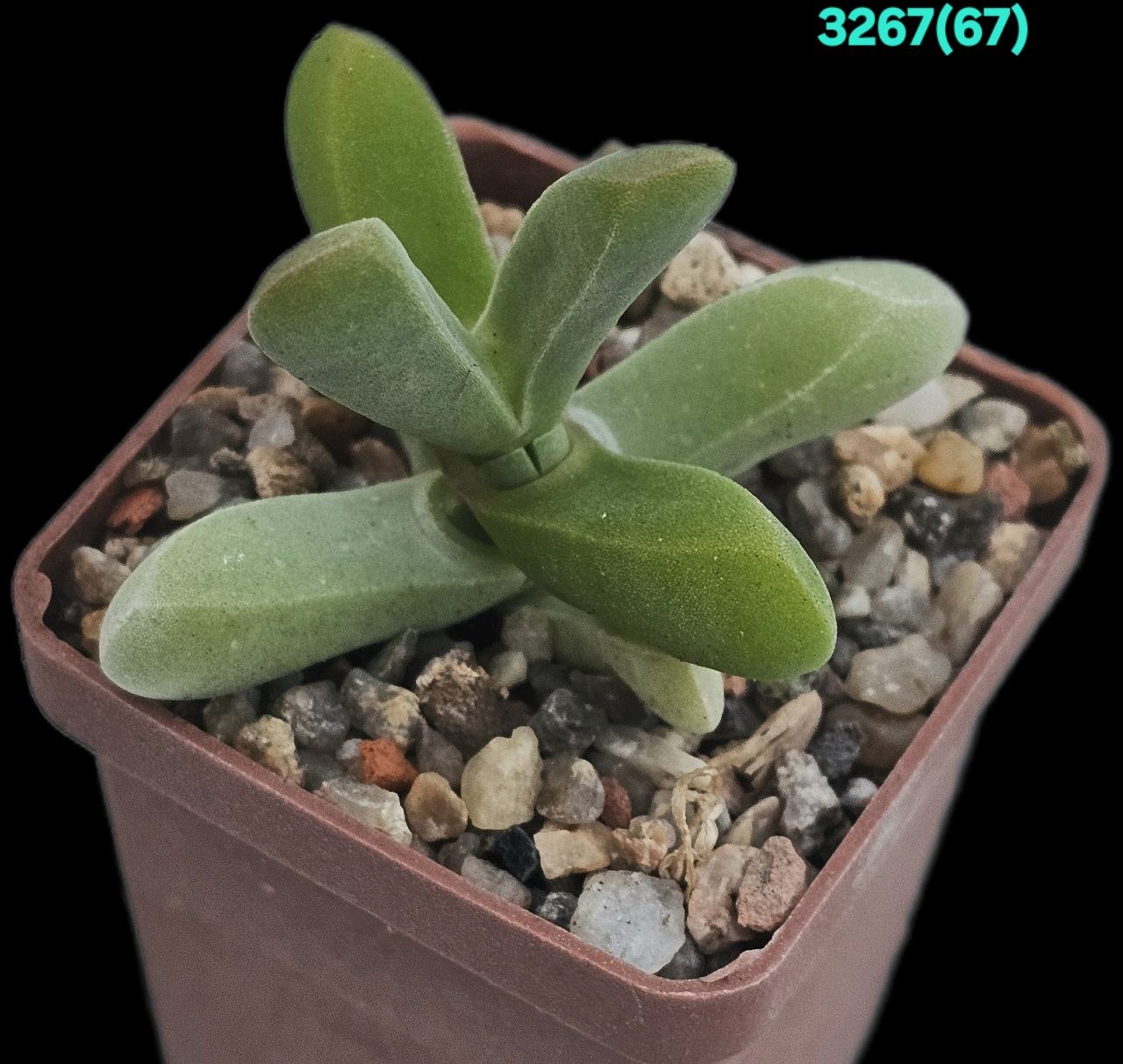 Drosanthemopsis salarius - Riethuis, MG 1488.31 (5x5) - 3267 (67)