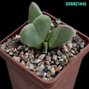 Cheiridopsis herrei - MSG 1201, Klipbok (5x5) - 3268 (144)