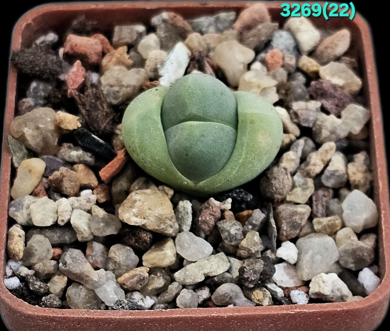 Gibbaeum heathii - MSG 1538 (5x5) - 3269 (22)
