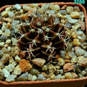 Gymnocalycium hybrid [friedrichii `zebra violet` X friedrichii  fa. variegate] (8r)(5x5) - 3288