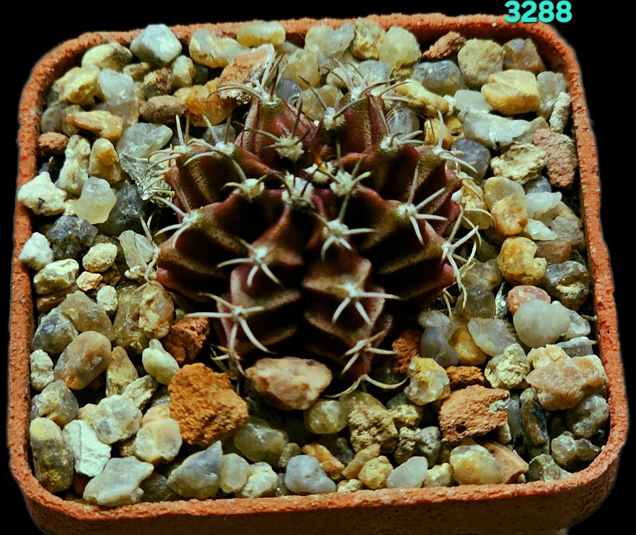 Gymnocalycium hybrid [friedrichii `zebra violet` X friedrichii  fa. variegate] (8r)(5x5) - 3288