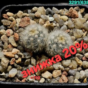 Pygmaeocereus rowleyanus (bylesianus) (small form!) (5x5) - 3291 (638)