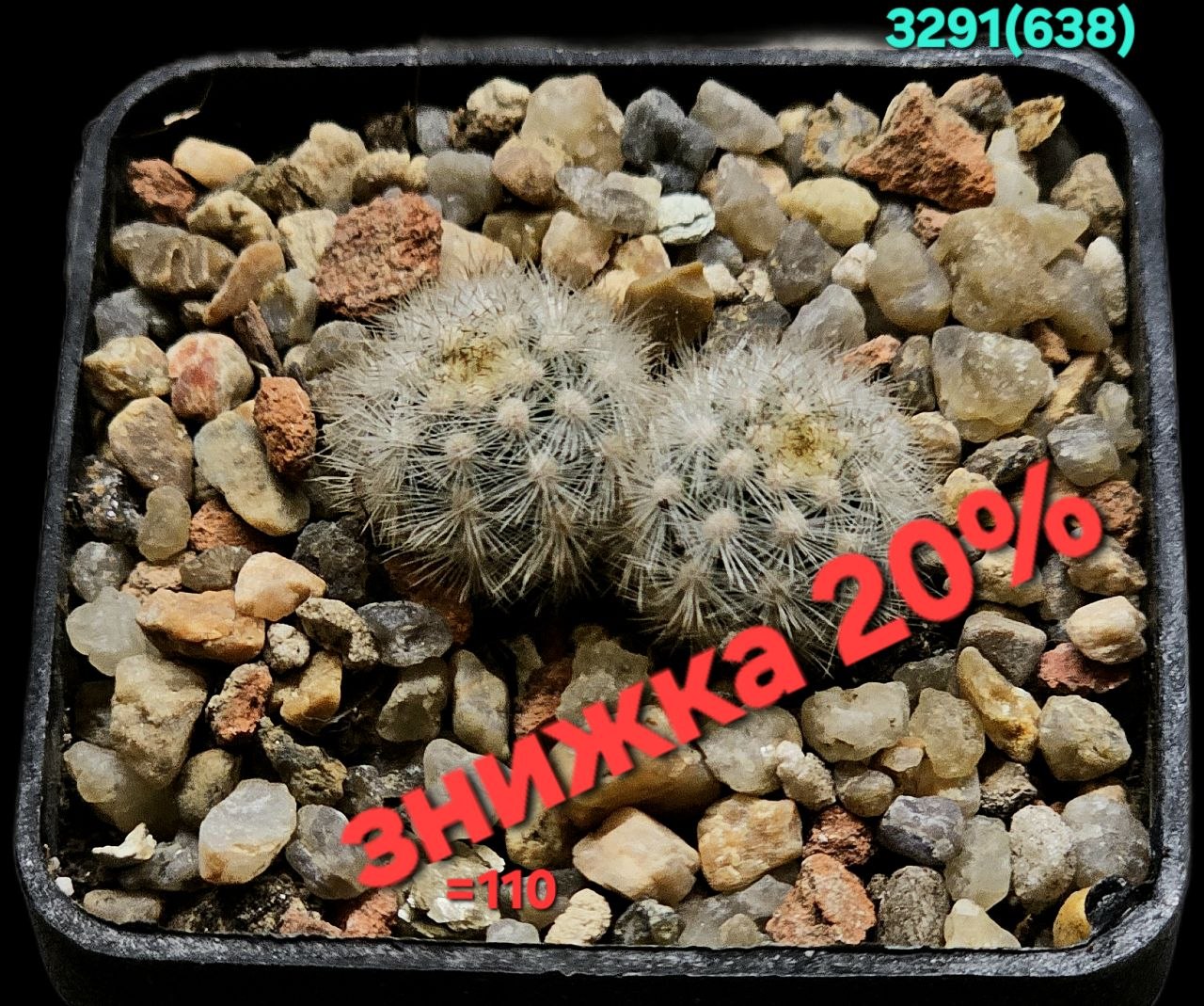 Pygmaeocereus rowleyanus (bylesianus) (small form!) (5x5) - 3291 (638)