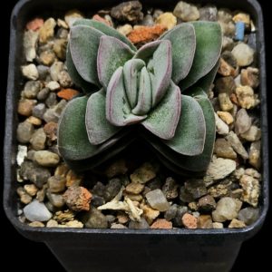 Crassula `Coralita` - Myron Kimnach (5x5) - 3292 (38)