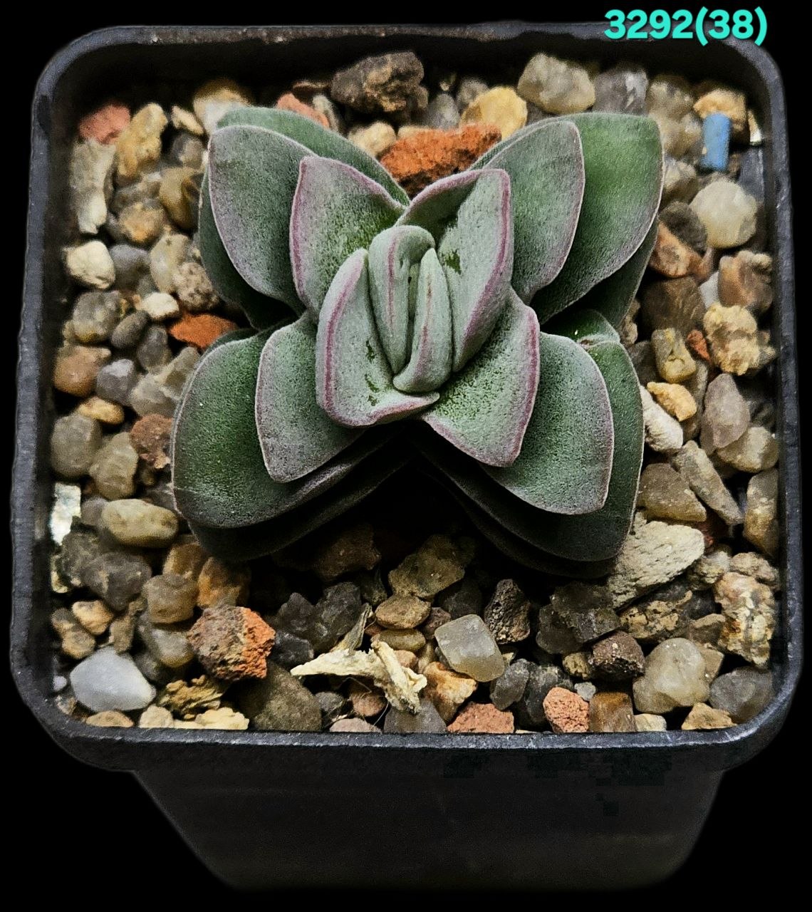 Crassula `Coralita` - Myron Kimnach (5x5) - 3292 (38)