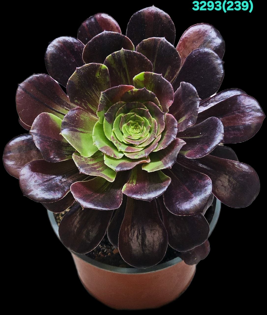Aeonium `Big Bang Plus` (D pl.=16) - 3293 (239)
