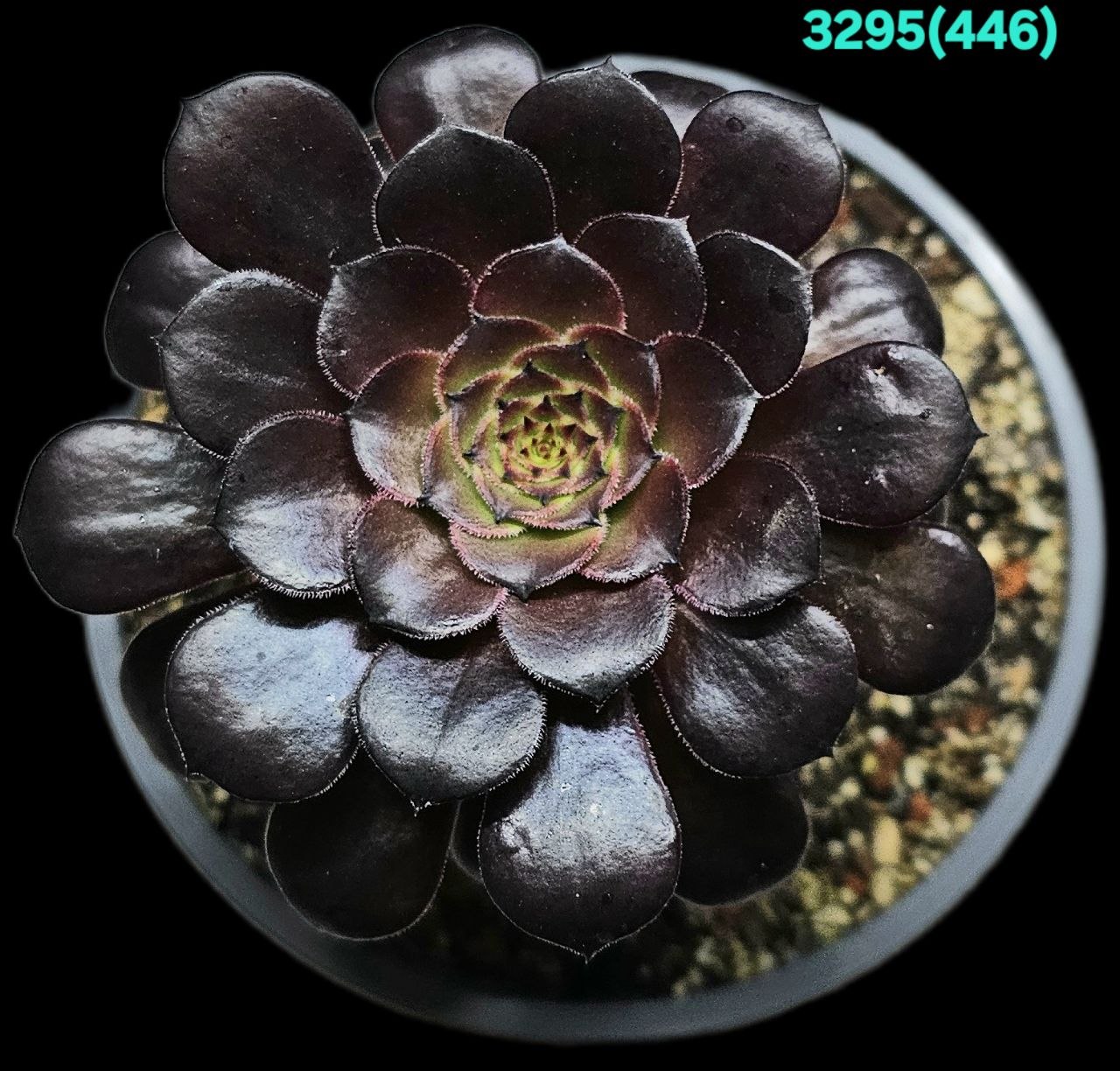 Aeonium `Black Copper Pot fa. Mage` (D pl.=9) - 3295 (446)