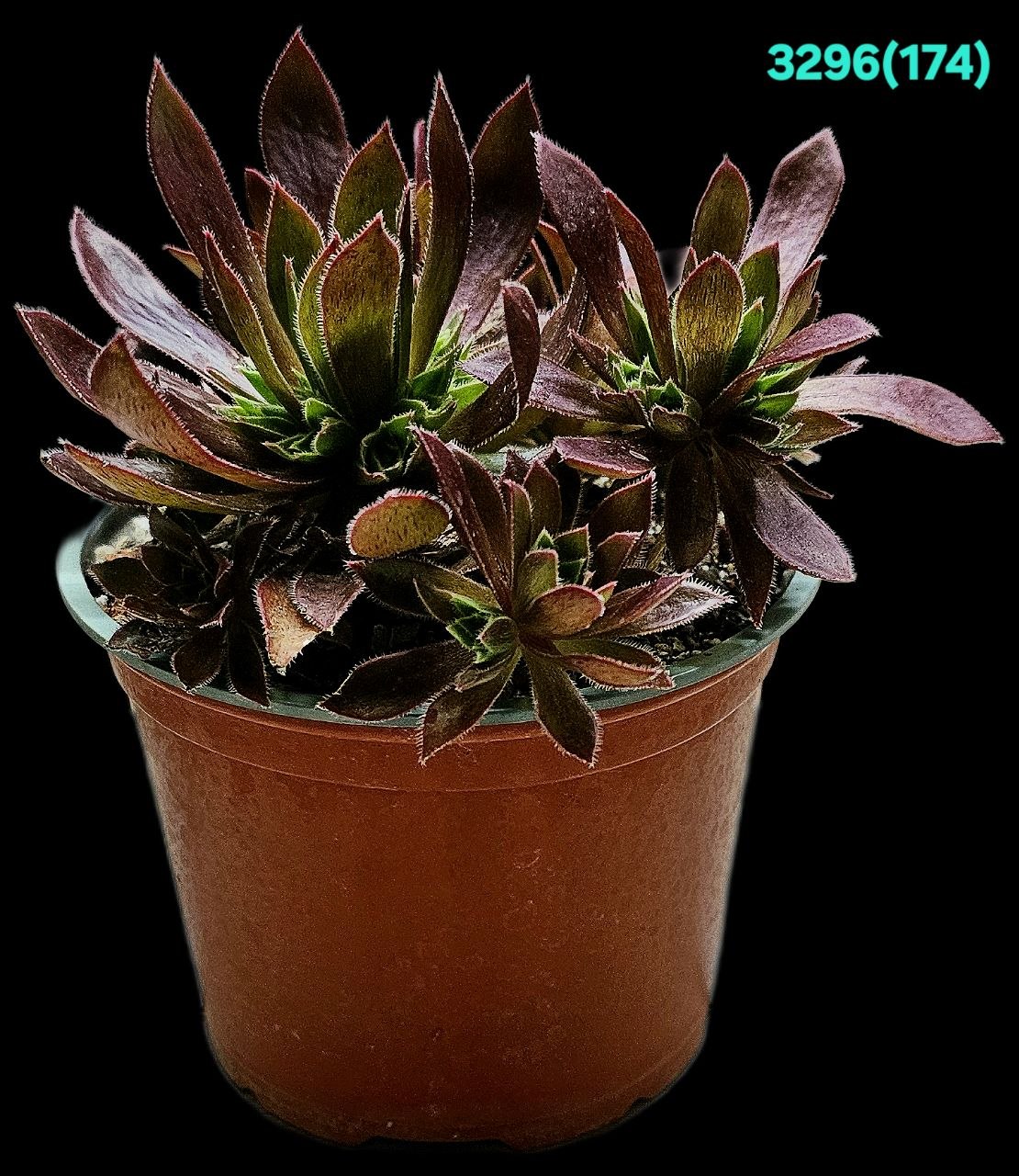Aeonium `Cornish Tribute` (D pl.=11) - 3296 (174)