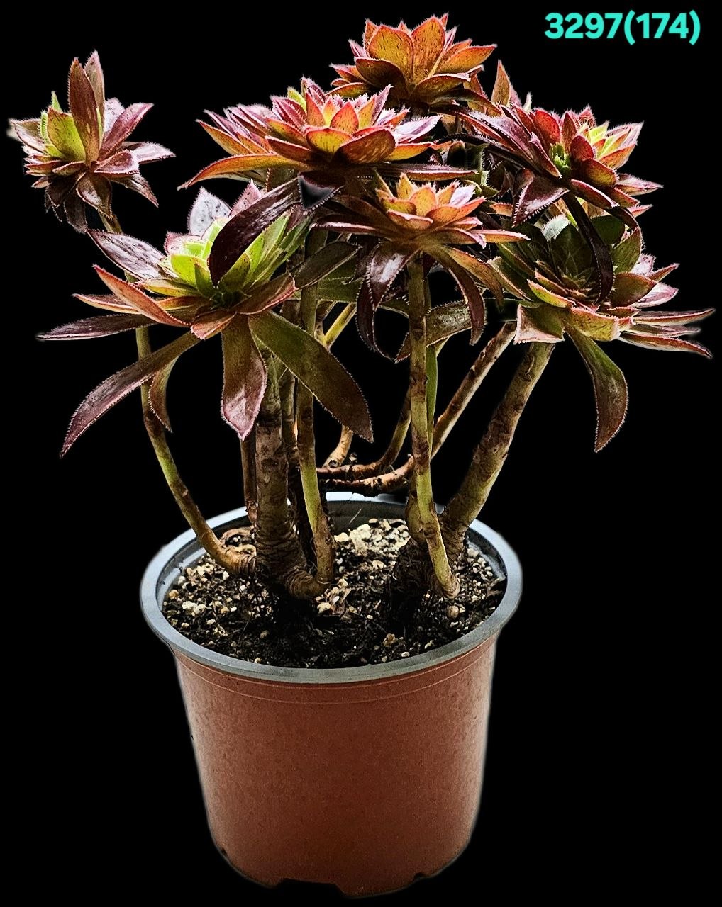Aeonium `Cornish Tribute` (D pl.=14) - 3297 (174)
