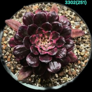 Aeonium `Purple Cloud` fa. variegata (D pl.=8) - 3302 (251)