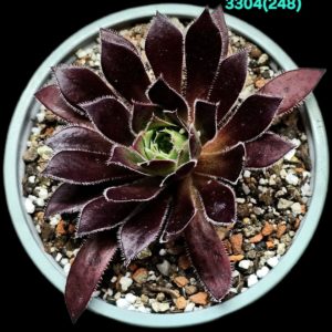 Aeonium `Firecracker` (D pl.=9) - 3304 (248)