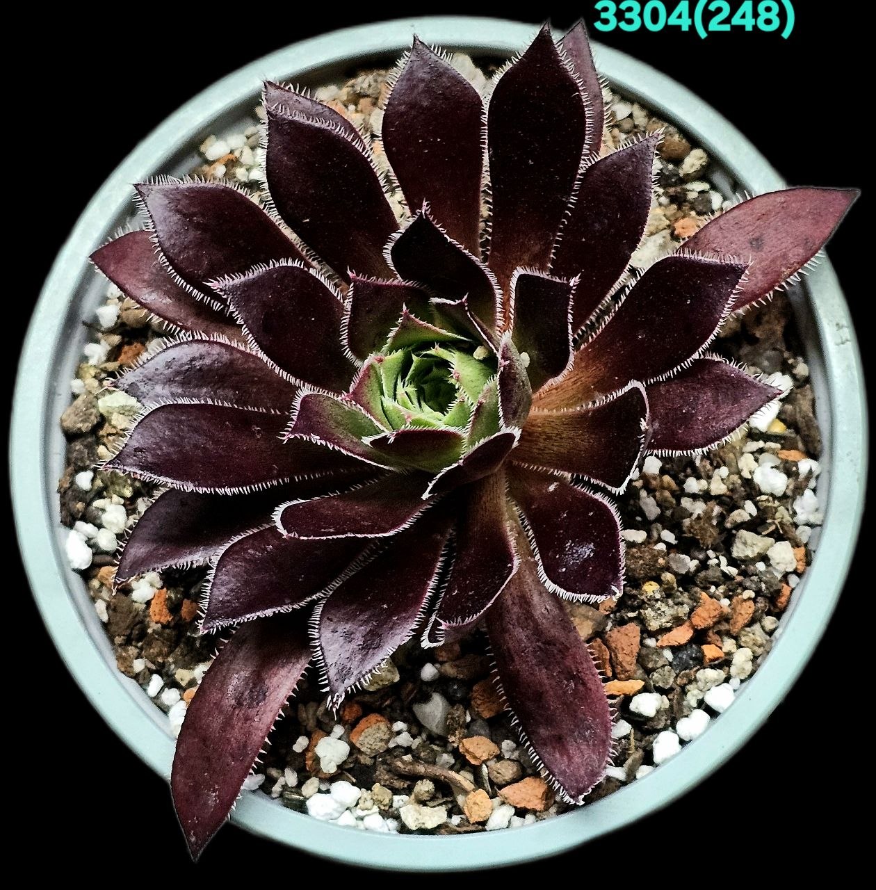 Aeonium `Firecracker` (D pl.=9) - 3304 (248)