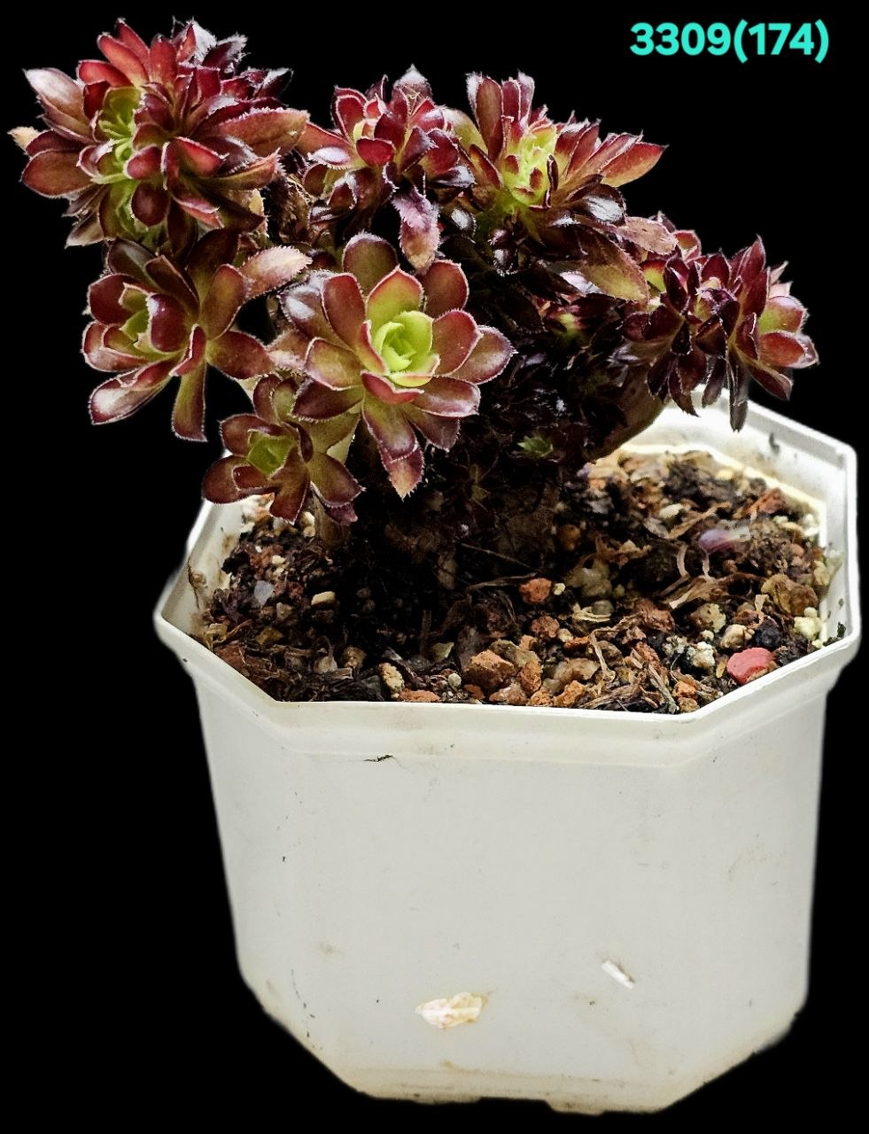 Aeonium ARBOREUM CRISTATA (fa) (D pl.=12)-3309(174)