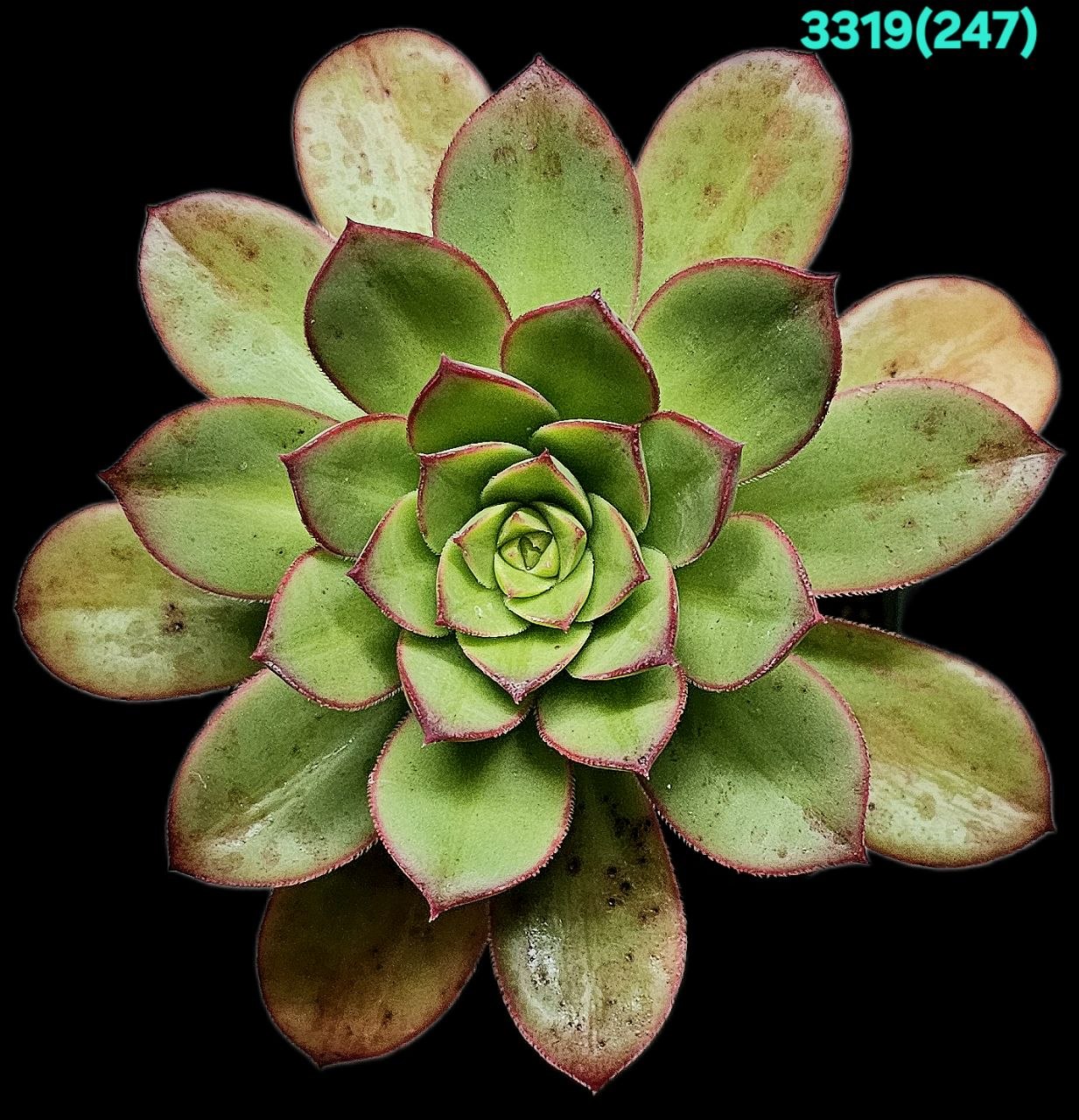 Aeonium `Macaroon` (D pl.=9) - 3319 (247)