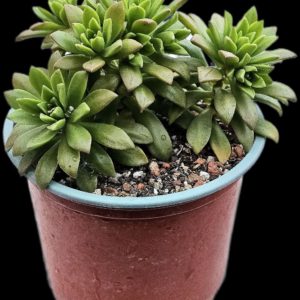 Aeonium puberulum (D pl.=10) - 3327 (448)