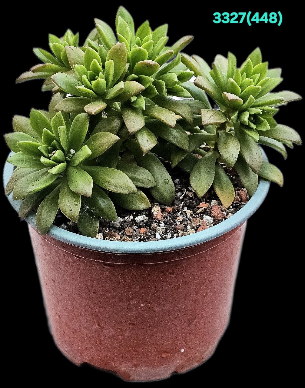 Aeonium puberulum (D pl.=10) - 3327 (448)
