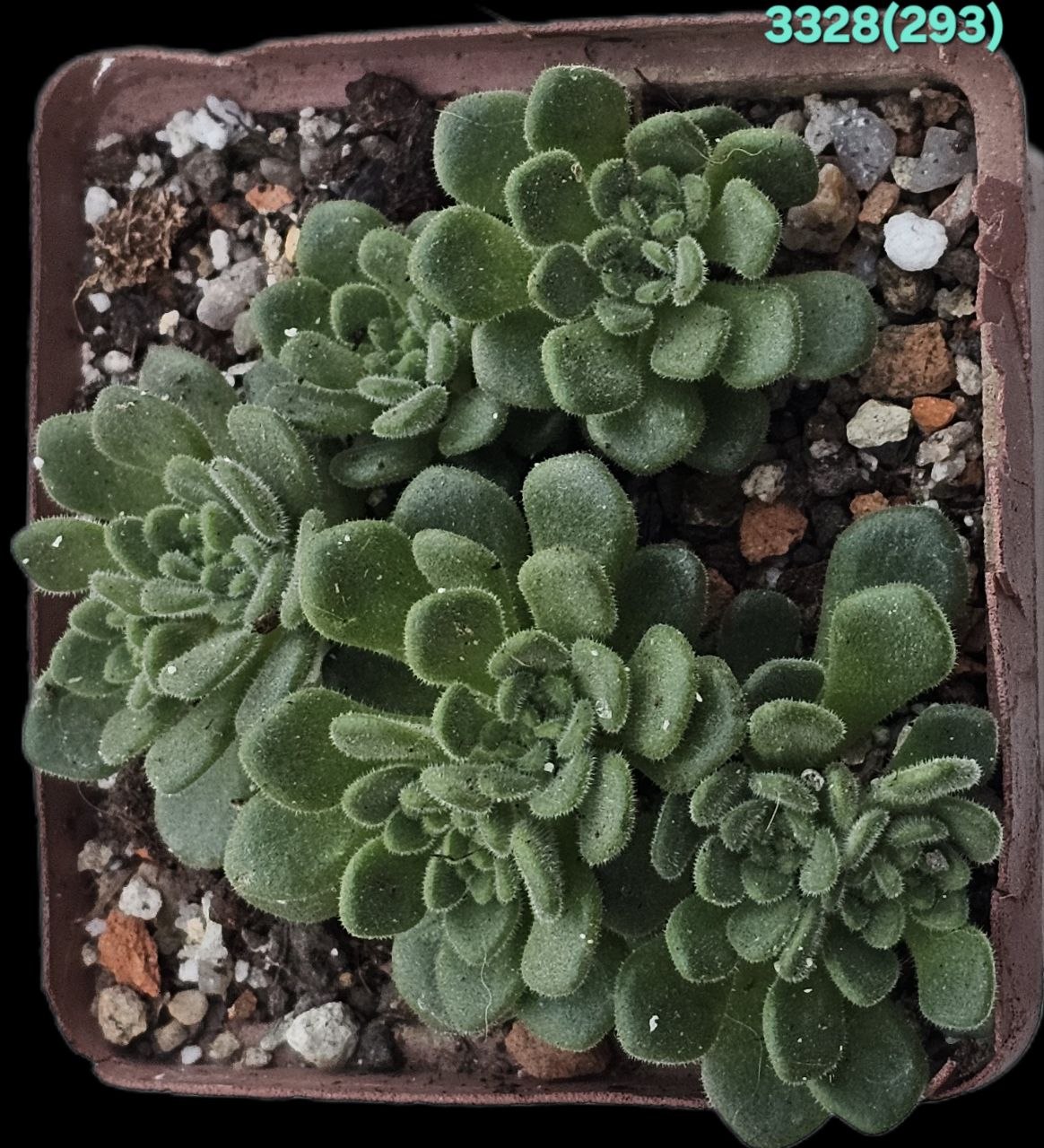 Aichryson tortuosum (7x7) - 3328 (293)