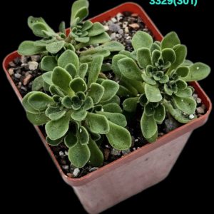 Aichryson bethencourtianum (7x7) - 3329 (301)
