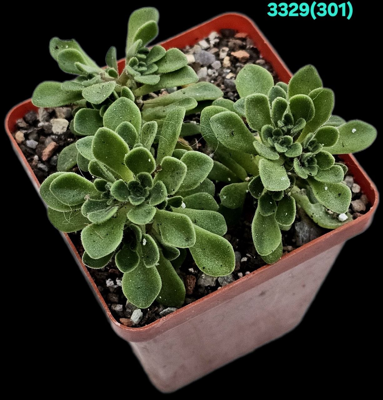 Aichryson bethencourtianum (7x7) - 3329 (301)