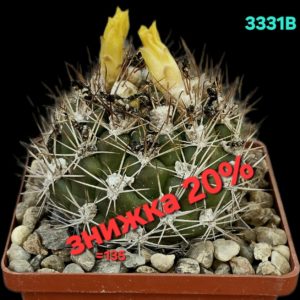 Weingartia lanata (8x8)-3331B