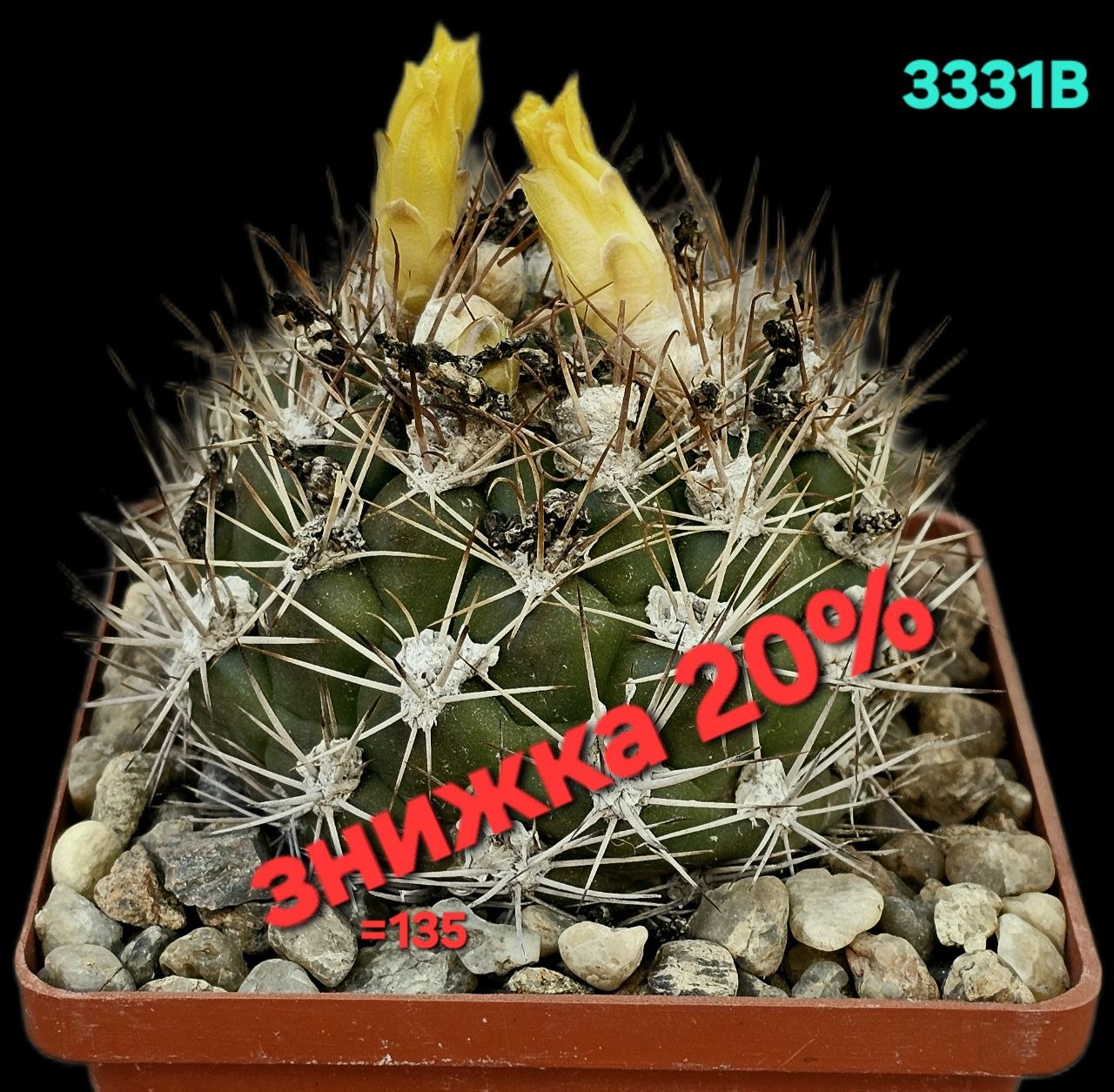 Weingartia lanata (8x8)-3331B
