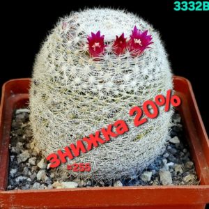 Mammillaria supertexta -P 437 (8x8)-3332B