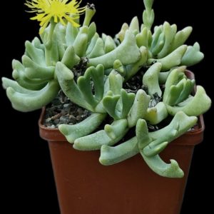 Rhombophyllum dolabriforme (10x10)-3334(128)