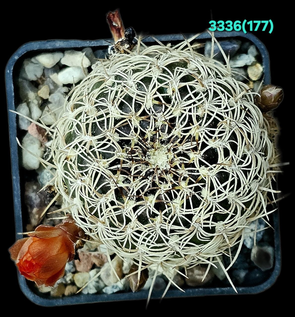 3336-1