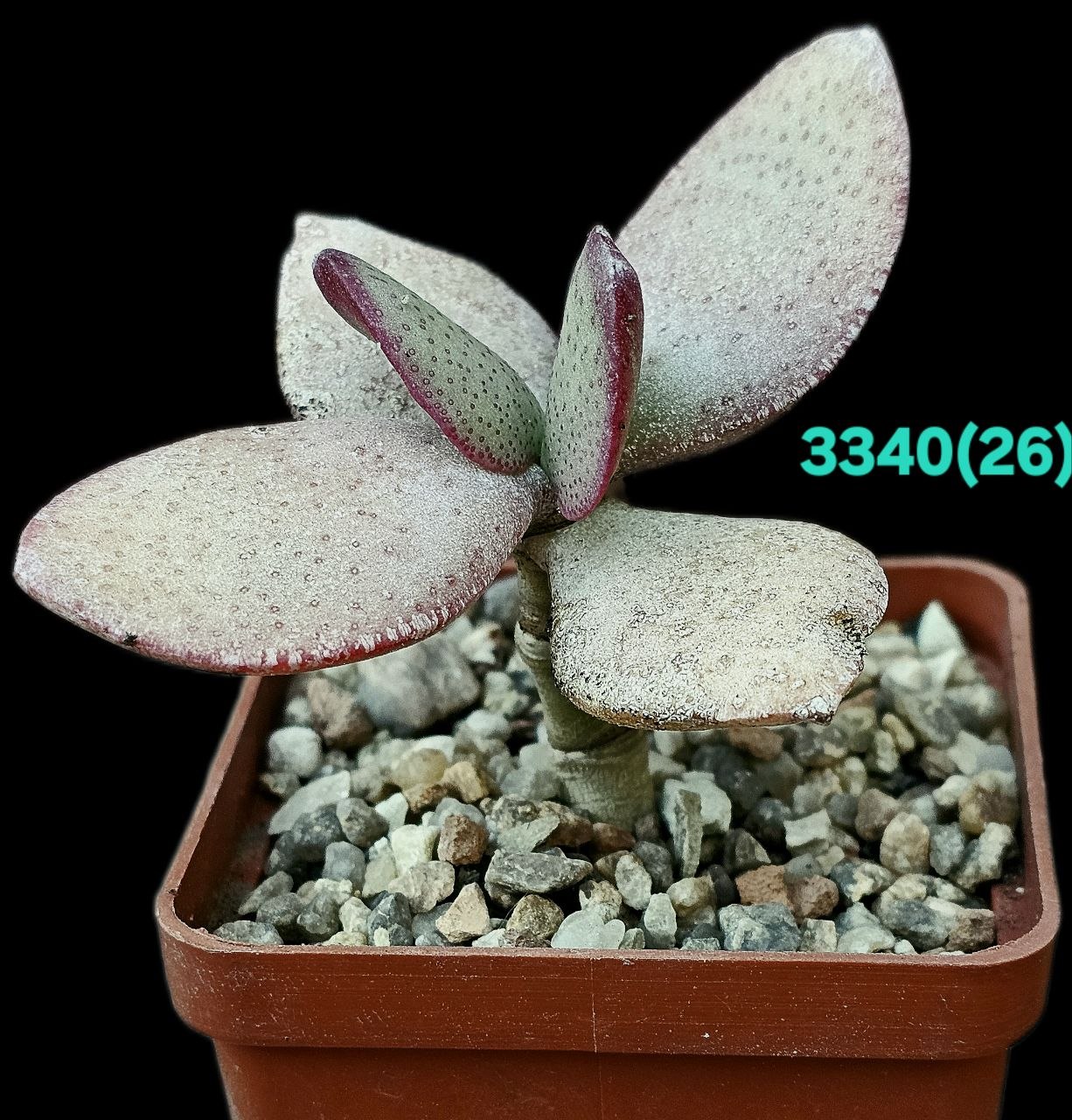 Crassula arborescens (Silver Dollar Jade) (fa) (6x6)-3340(26)