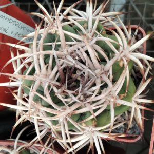 Gymnocalycium ferocior STO498 -MG- сіянці-
