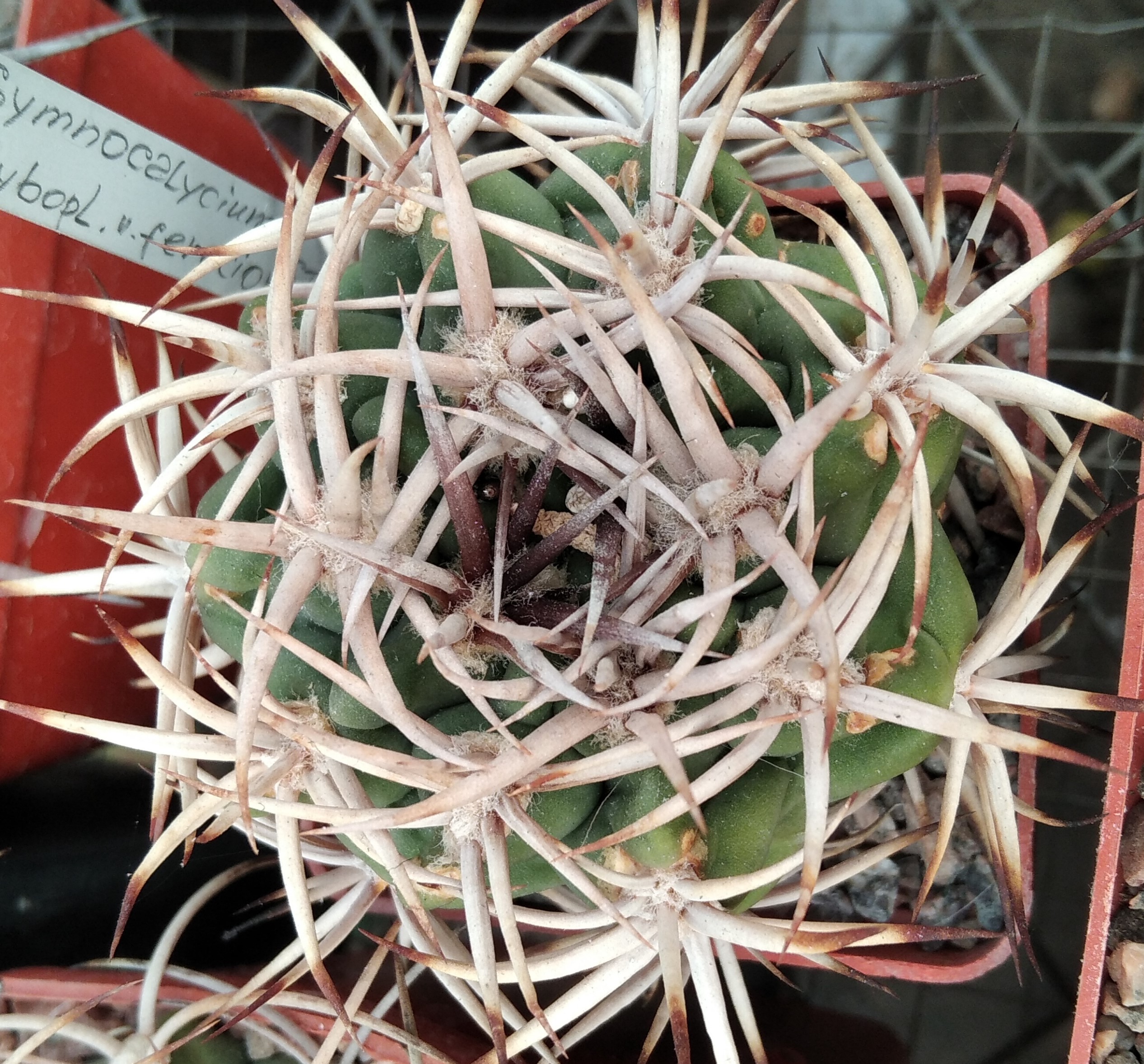 Gymnocalycium ferocior STO498 -MG- сіянці-