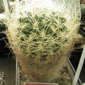 Neoporteria gerocephala #3